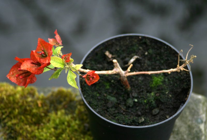 bougainville_oranje.jpg