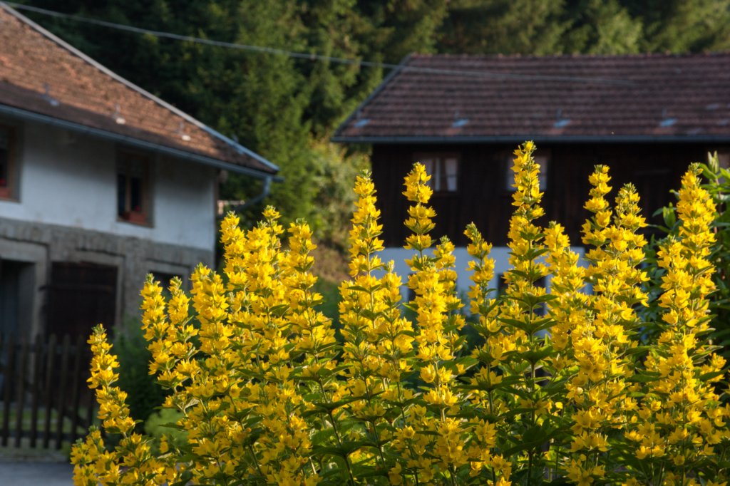 oberriedundhochfall0071.jpg